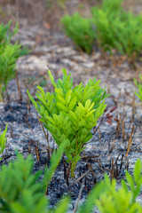 green plant in burned soil