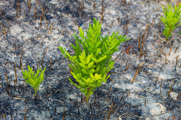 green plant in burned soil