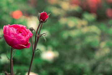 Rose im Garten mit Freiraum zum Beschreiben