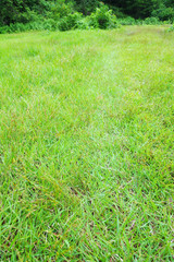 農地を覆い尽くした野芝