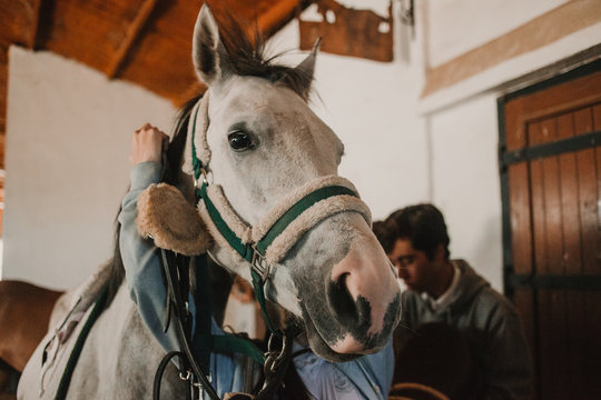 From below of white purebred horse in harness with people grooming before ride on ranch