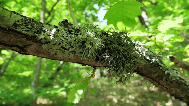 Dense green lichen (Evernia prunastri) on an oak tree branch in an autumnal mountain forest.