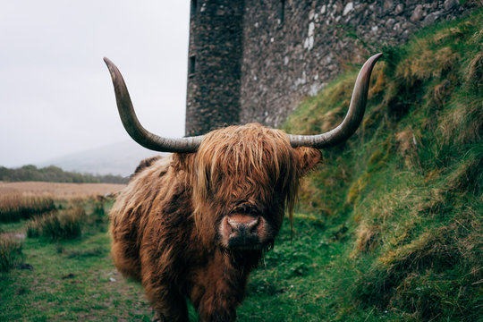 Huge ginger yak feeding on green lawn against aged stone building, Scotland