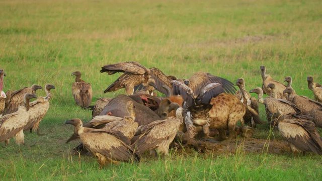 Ruppell's vltures eating a carcass
