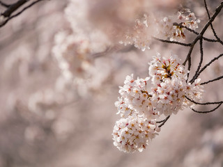 Beautiful cherry tree blossom around the famous Bomun Lake