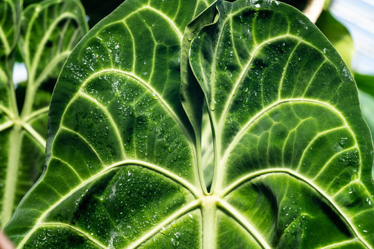 Background of texture giant tropical leaf with white veins in shiny water drops, Scotland