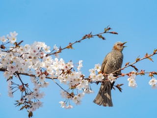 Brown-eared bulbul perched on a cherry blossom tree