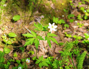 White blooming wildflowers in the Meadow