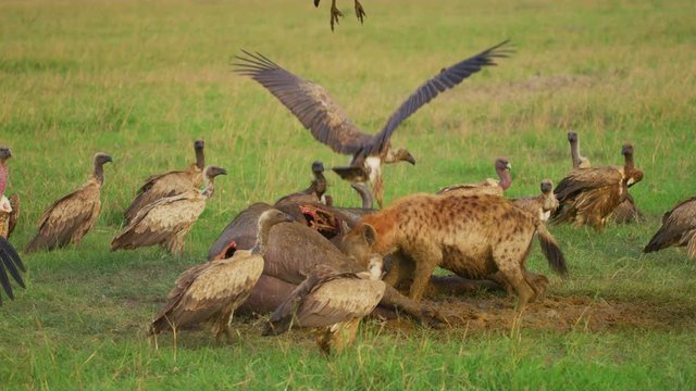 Vultures and hyena eating a carcass in Africa