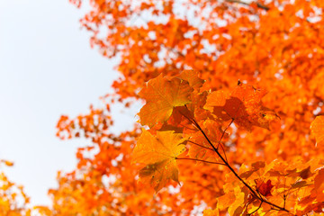 Beautiful maple leaves, Saint-Bruno, Quebec