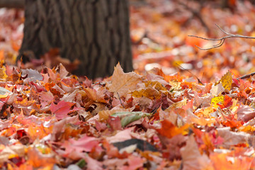Beautiful maple leaves, Saint-Bruno, Quebec