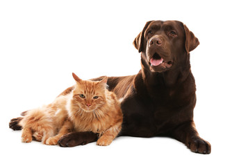 Cat and dog together isolated on white. Fluffy friends