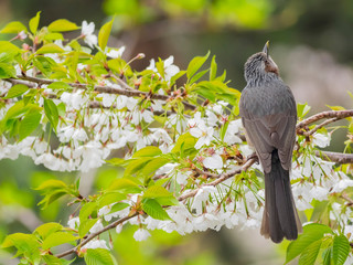 Brown-eared bulbul perched on a cherry blossom tree