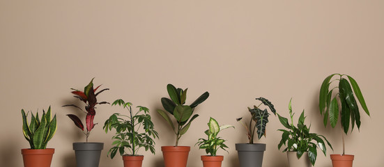 Different exotic houseplants on dark beige background © New Africa