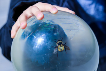 Resin ball containing wasp, insectarium montreal