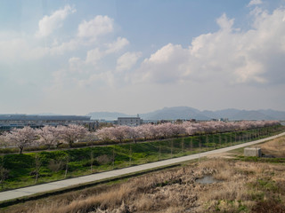 Fototapeta na wymiar Aerial view of the Busan cityscape with cherry blossom