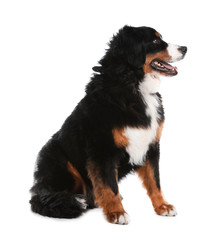 Funny Bernese mountain dog on white background