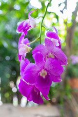 purple orchids flower