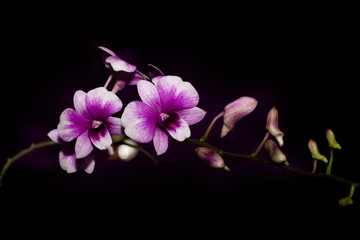 purple orchids isolated on black background