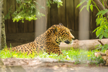 Dangerous leopard in the cage, Granby Zoo