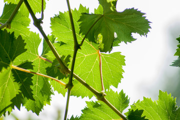Vine leaves against light and sky background
