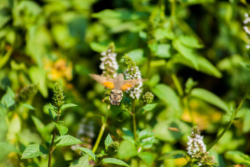 The hawk-moth hummingbird (Macroglossum stellatarum), European hummingbird flying and feeding among flowers