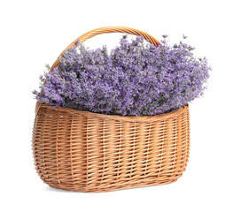 Fototapeta na wymiar Fresh lavender flowers in basket on white background