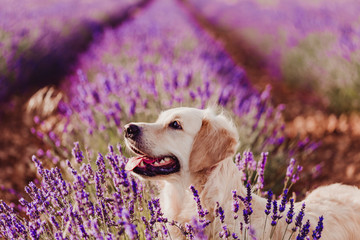 Adorable Golden Retriever dog in lavender field at sunset. Beautiful portrait of young dog. Pets outdoors and lifestyle