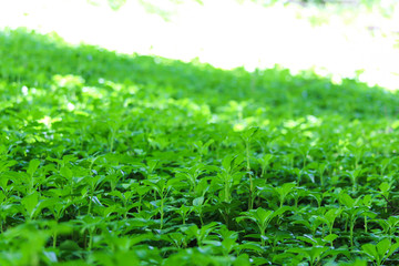 Green meadow in the sunshine