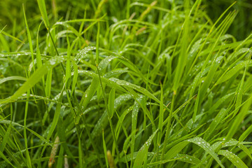 agriculture, wheat field, young wheat