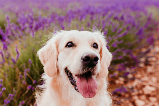 Adorable Golden Retriever dog in lavender field at sunset. Beautiful portrait of young dog. Pets outdoors and lifestyle © Eva