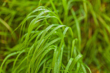agriculture, wheat field, young wheat