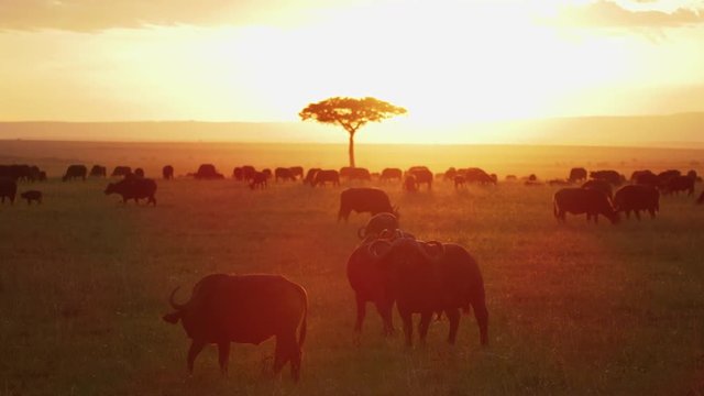 Cape buffaloes in the savannah at sunset