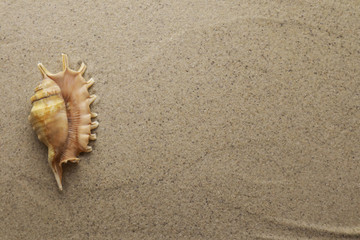 Sea shells and pebbles on sand with space for text	