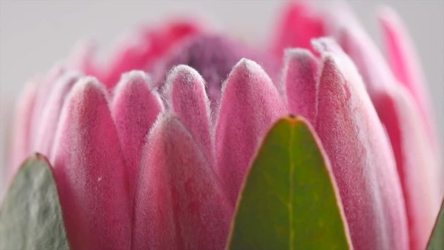 Protea bud closeup. Pink King Protea flower rotation. Slow motion 4K UHD video footage. 3840X2160