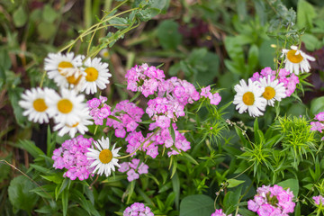 pink flowers with daisies bouquet nature garden  close pattern