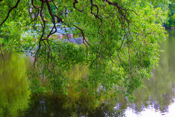hanging over the water tree branches in the Park