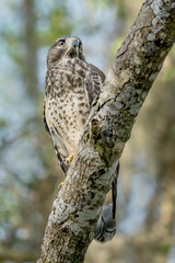 Juvenile (Fledgling) Red-shouldered Hawk 