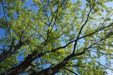 Summer Trees