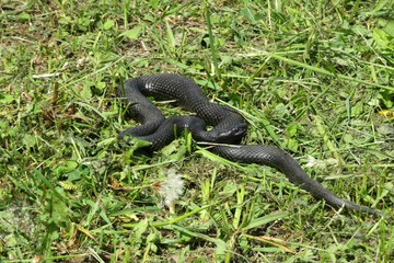 Black viper on grass in the garden, closeup