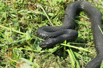 Black viper on grass background, closeup