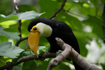 toucan on a branch