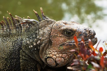 portrait of a iguana
