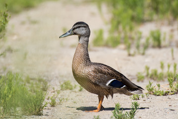 Naklejka na ściany i meble Teal Duck crossing the walking path on way to waters edge of estuary.