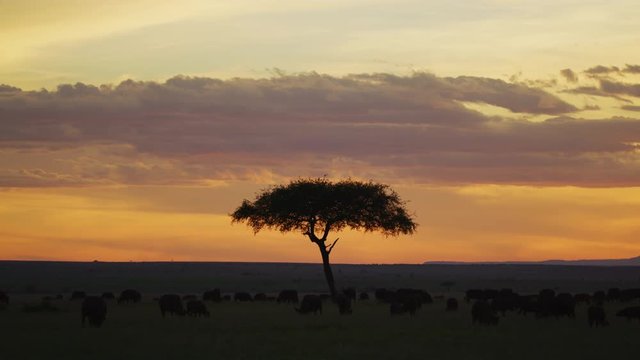 Maasai Mara in the morning light