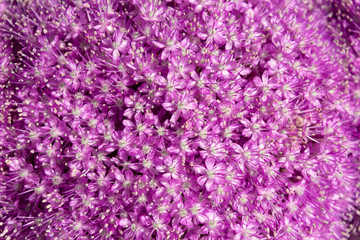 Close-up of Single beautiful purple allium onion flower against the background. Bright summer floral organic background.