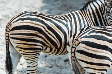 selective focus of zebras with black and white stripes standing in zoo