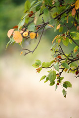 Close-up tree branch with green and yellow leaves against a background of blurred forest, selective focus