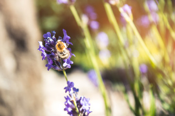 Bee collecting pollen from a lavender flower - 277801369