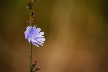 Closeup of blue Chicory wild flowers on a blurred background of a summer meadow, selective focus